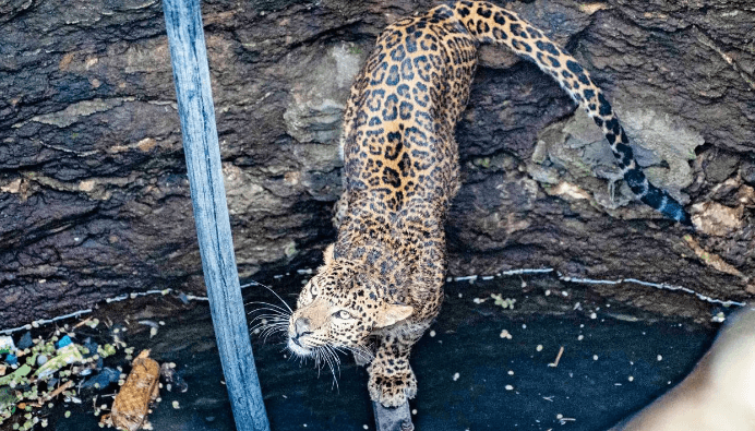 Pune: वन क्षेत्र में 50 फीट कुएं में गिरा तेंदुआ, वन विभाग ने सुरक्षित निकाला बाहर 1 Pune