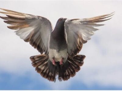 Maharashtra ONTV News