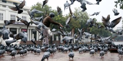 कबूतरों को दाना डालना बन सकता है बीमारी का कारण! जानिए कैसे...