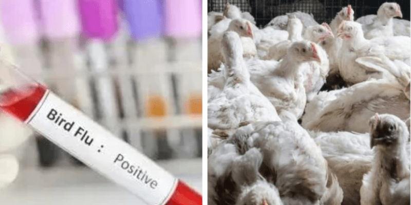H5N1 Bird Flue: वैज्ञानिकों ने बर्ड फ्लू को लेकर किया अलर्ट; कहा- यह बन सकती है अगली महामारी 1 H5N1 Bird Flue