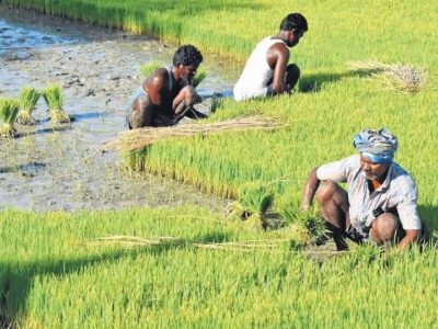 किसानों को झटका, कृषि निर्यात में गिरावट, क्या नई नीति बनेगी रामबाण?