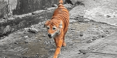 सड़क पर खुलेआम घूम रहा था बाघ! पुलिस ने किया पर्दाफाश, निकला कुछ और ही...