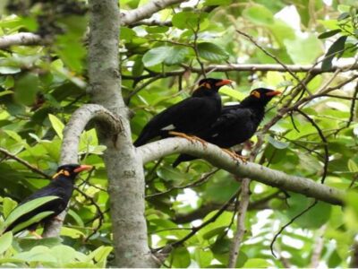 Bird Park