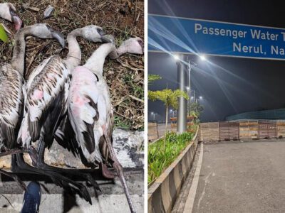 नवी मुंबई में अब ड्रोन से फ्लेमिंगो को खतरा! पहले विमान, अब ये नई मुसीबत