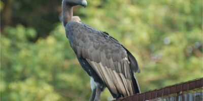 गिद्धों, डाइक्लोफेनाक