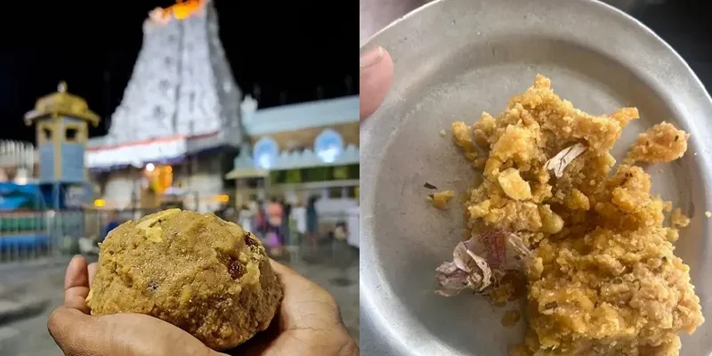 Tirupati Laddu, तिरुपति लड्डू