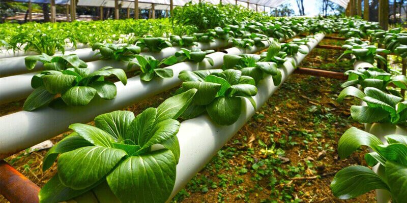 Alcohol in Crops: आखिर किस फसल में शराब का छिड़काव कर रहे यहां के किसान? बढ़ रही उपज..कमा रहे मोटा मुनाफा 1 Alcohol in Crops: आखिर किस फसल में शराब का छिड़काव कर रहे यहां के किसान? बढ़ रही उपज..कमा रहे मोटा मुनाफा