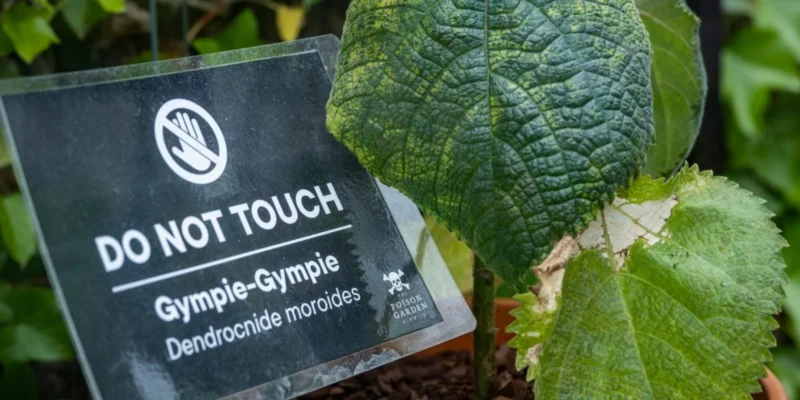World Most Poisonous Plant: जहरीला ही नहीं दुनिया का सबसे खतरनाक पौधा है ये, लोगों को पागल तक कर देता है 1 World Most Poisonous Plant: जहरीला ही नहीं दुनिया का सबसे खतरनाक पौधा है ये, लोगों को पागल तक कर देता है