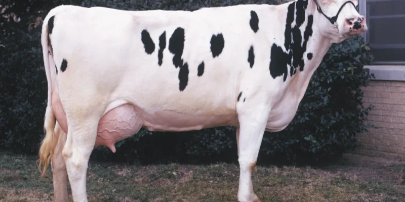 Highest Milk Producing Cow: कौन है दुनिया में सबसे ज्यादा दूध देने वाली गाय, एक बार में भर जाती हैं 5 बाल्टियां