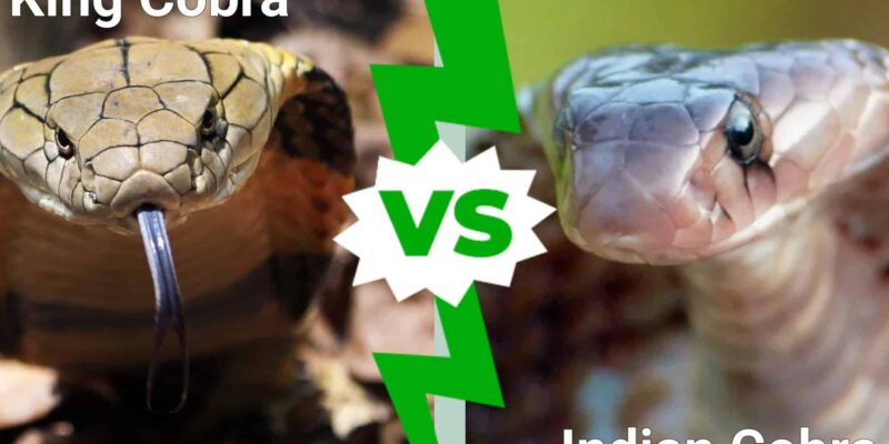King Cobra vs Indian Cobra: किंग कोबरा और इंडियन कोबरा में कौन ज्यादा घातक, दोनों में हुई लड़ाई तो कौन जीतेगा 1 King Cobra vs Indian Cobra: किंग कोबरा और इंडियन कोबरा में कौन ज्यादा घातक, दोनों में हुई लड़ाई तो कौन जीतेगा