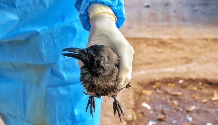 बर्ड फ्लू