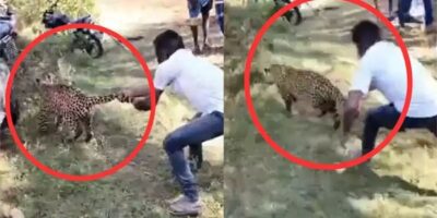 Leopard Attack: तेंदुए को पूंछ से पकड़कर महिलाओं-बच्चों को बचाया:बॉम्बे नाम का ग्रामीण रेस्क्यू टीम में शामिल था, मुंबई भागने पर गांववालों ने यह नाम दिया