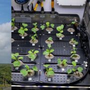 Space Seed Germination: ISRO ने कर दिखाया कमाल; अंतरिक्ष में अंकुरित कराए बीज, पत्ते निकलने की भी उम्मीद