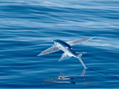 Flying Fish