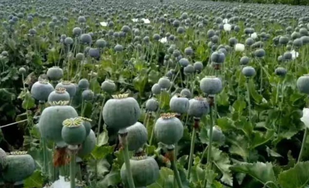 पुणे में सड़क किनारे अफीम की खेती: महिला गिरफ्तार 1 अफीम की खेती