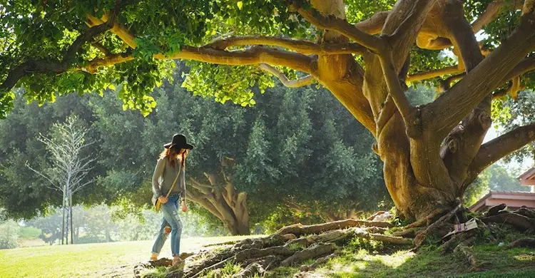 Religious Trees: महाभारत-रामायण काल के पेड़-पौधों का होगा दर्शन, उत्तराखंड के हरिद्वार में धर्मग्रंथों में वर्णित वृक्षों का कलेक्शन