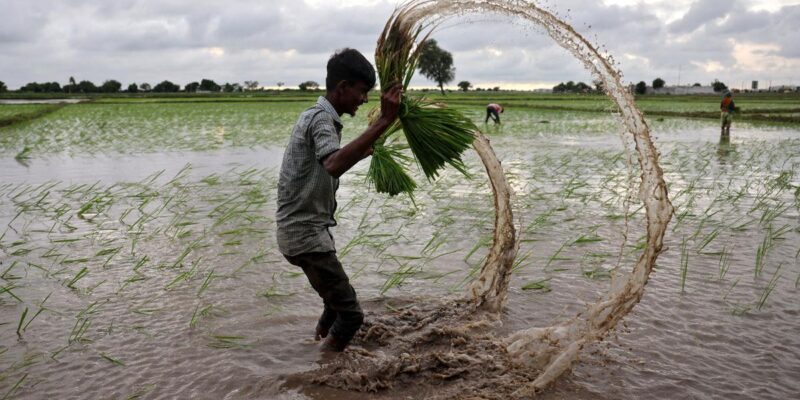 Crop Insurance Crackdown on Bogus Claims: महाराष्ट्र में फर्जी फसल बीमा दावों पर सख्ती, 5 साल तक सरकारी योजनाओं से बाहर, काला सूची में नाम