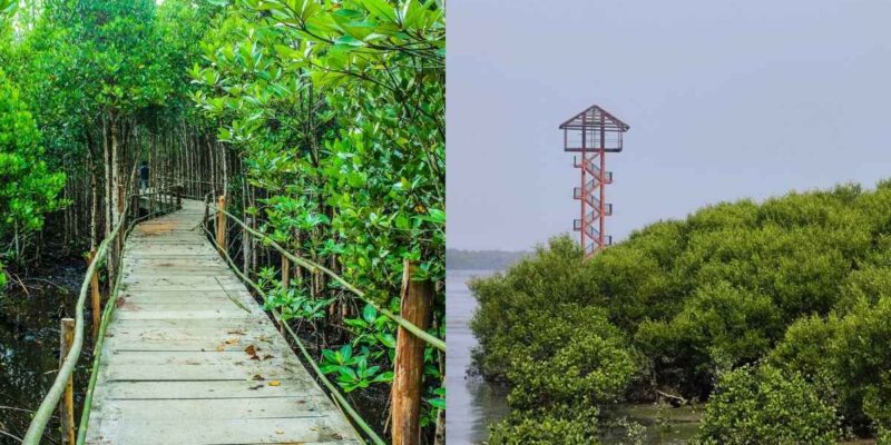 Gorai Mangrove Park Mumbai: भारत का पहला मैंग्रोव पार्क गोराई में जल्द खुलेगा, जानें बोर्डवॉक और वॉच टावर की खासियत 1 Gorai Mangrove Park Mumbai: भारत का पहला मैंग्रोव पार्क गोराई में जल्द खुलेगा, जानें बोर्डवॉक और वॉच टावर की खासियत