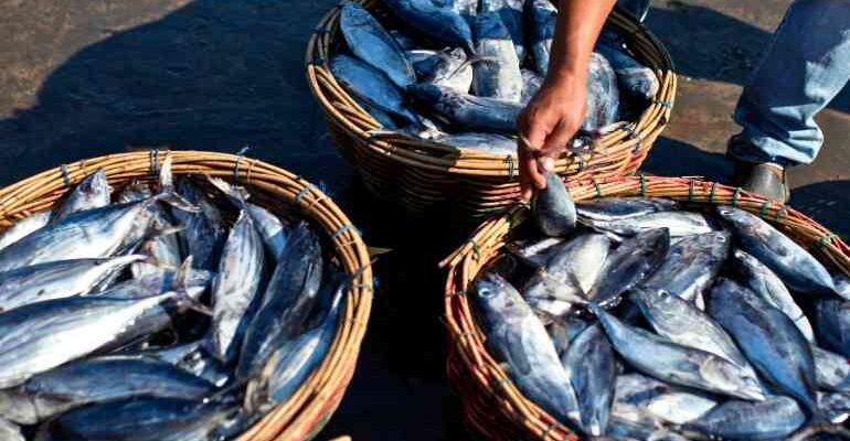 India 2nd Largest Fish Producer: महाराष्ट्र के मछुआरों की मेहनत से भारत बना मछली उत्पादन का सिरमौर
