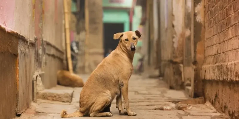 New Rules for Pet and Stray Animals: मुंबई में पालतू और आवारा जानवरों के लिए बीएमसी के नए नियम लागू