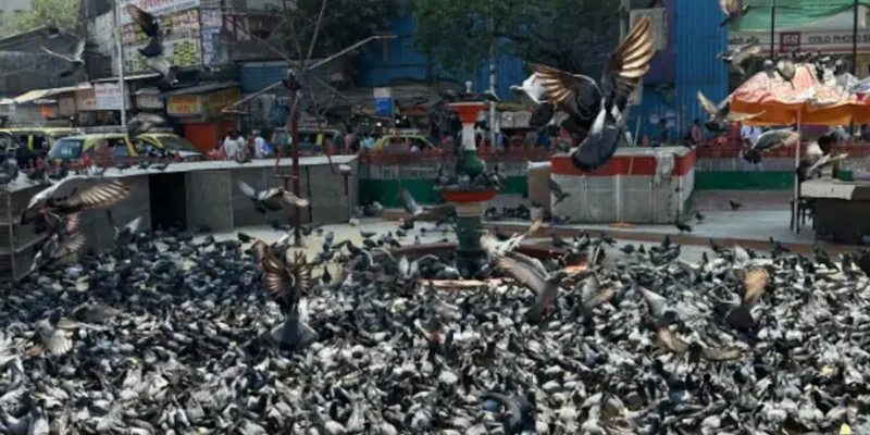 Kabutar Khana: कबूतर खाना मुंबई में बंद करने के फैसले पर PETA का हंगामा, जानिए क्यों! 1 Kabutar Khana: कबूतर खाना मुंबई में बंद करने के फैसले पर PETA का हंगामा, जानिए क्यों!