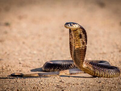 Rat Escapes Snake by Climbing Hood: सांप के फन पर चढ़ गया चूहा! जान बचाने की चालाकी देख हर कोई दंग! 9 Rat Escapes Snake by Climbing Hood: सांप के फन पर चढ़ गया चूहा! जान बचाने की चालाकी देख हर कोई दंग!