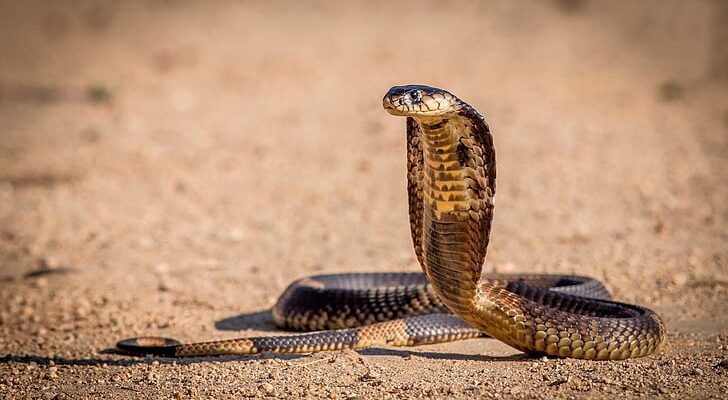 Rat Escapes Snake by Climbing Hood: सांप के फन पर चढ़ गया चूहा! जान बचाने की चालाकी देख हर कोई दंग!
