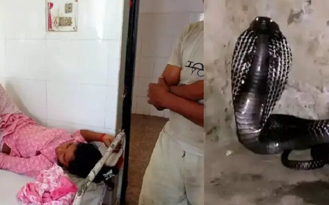 Snake Bites Girl Seven Times: सपने में भी डसता है सांप फिर मुंह से निकलने लगता झाग, साल में 7 बार डस चुका 1 Snake Bites Girl Seven Times: सपने में भी डसता है सांप फिर मुंह से निकलने लगता झाग, साल में 7 बार डस चुका