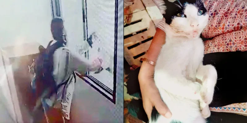 Cat Killed in Borivali: मुंबई के बोरिवली में बिल्ली को पांचवीं मंजिल से फेंककर मार डाला, बुजुर्ग पर केस