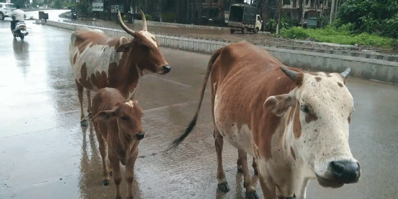 लंपी रोग