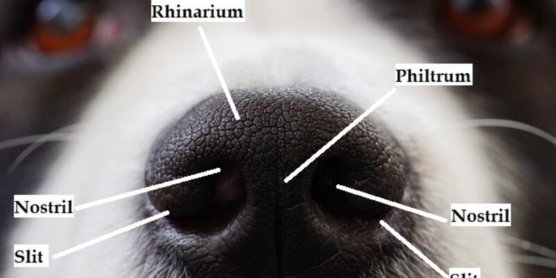 Do Dogs Have Two Noses: क्या कुत्तों की होती हैं दो नाक? साइंस का गजब खुलासा आपको चौंका देगा