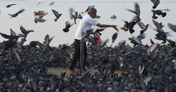 Pigeons Impact on Health: कबूतरों का दाना डालना कितना खतरनाक? महाराष्ट्र की नई समिति खोलेगी स्वास्थ्य का राज!