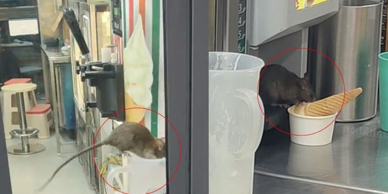 Rats in 7-Eleven: सीवुड्स के 7-इलेवन में घिनौना मंजर! चूहे खा रहे आइसक्रीम, लोग भड़के!
