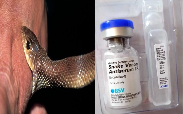 सांप के जहर से कैसे बनता है एंटीवेनम? जानें पूरी प्रक्रिया 1 एंटीवेनम