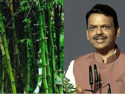 बैंबू समिट