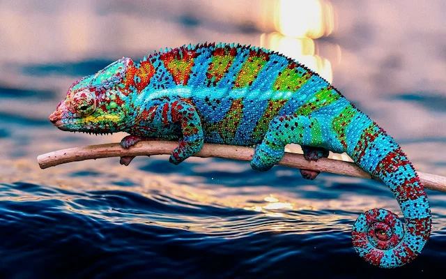 Chameleon color change: गिरगिट रंग नहीं बदलता, बल्कि उसकी स्किन का कमाल है! ये चौंकाने वाली सच्चाई जानकर हैरान रह जाएंगे आप