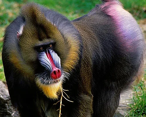 Mandrill: गुस्से में नीला, प्यार में लाल; मैनड्रिल बंदर की हैरान करने वाली कहानी