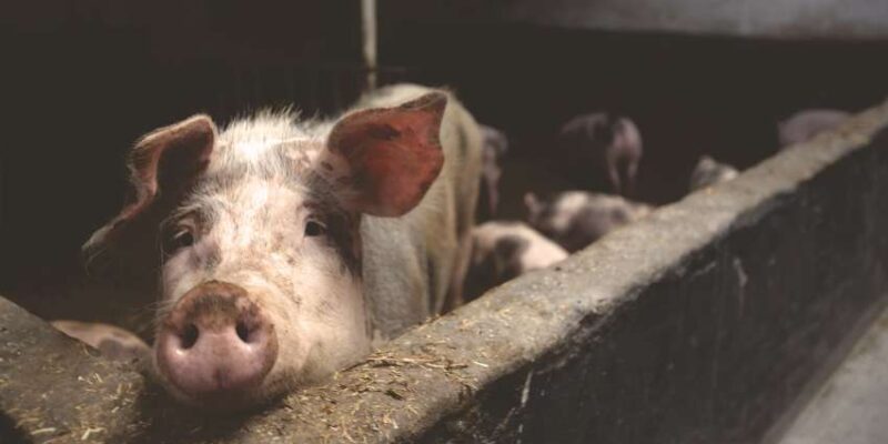Why Is Pork Forbidden in Islam? इस्लाम में सूअर क्यों हराम? कुरान की आयतों में छिपा है जवाब!