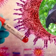 निपाह वायरस को लेकर बढ़ी चिंता, जानें लोगों को क्या सावधानियां बरतनी चाहिए 20 निपाह वायरस