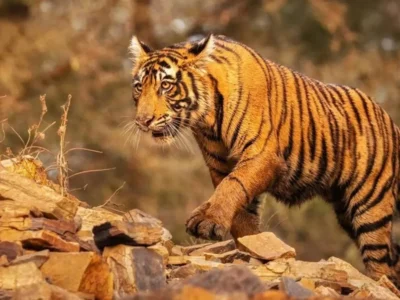 महाराष्ट्र: 22 दिनों में 11 बाघों की मौत पर हाई कोर्ट सख्त, जनहित याचिका दायर करने के निर्देश 2 महाराष्ट्र