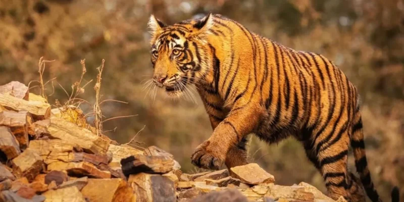 महाराष्ट्र