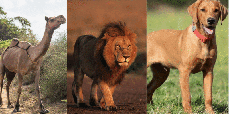 Vastu Tips: घर में इस जानवर की तस्वीर गलती से भी न लगाएं, हो जाएंगे बर्बाद! 1 Vastu Tips