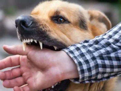 कल्याण: आवारा कुत्ते के काटा तो कर लिया सुसाइड, वजह कर देगी हैरान 2 कल्याण