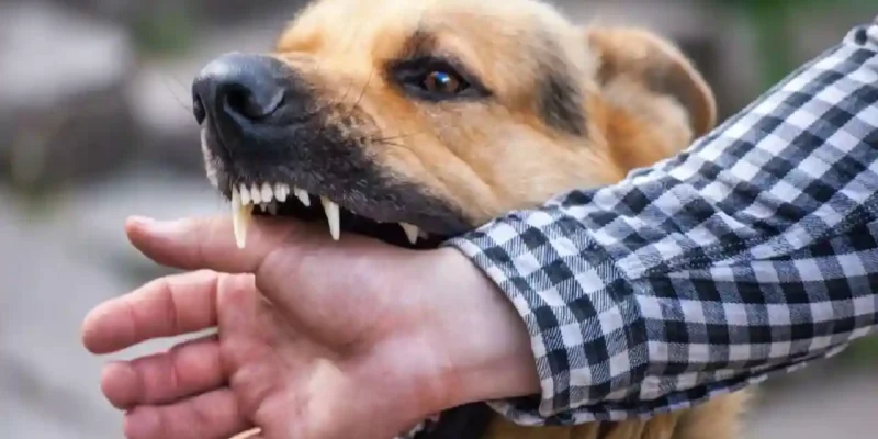 कल्याण: आवारा कुत्ते के काटा तो कर लिया सुसाइड, वजह कर देगी हैरान 1 कल्याण