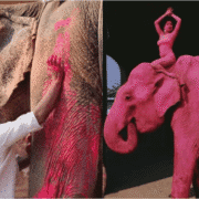 Pink Elephant