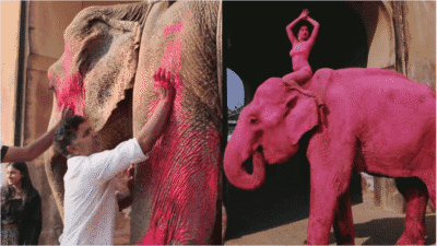 Pink Elephant