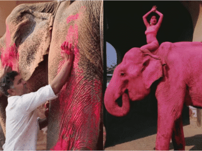 Pink Elephant