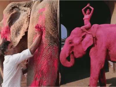 Pink Elephant