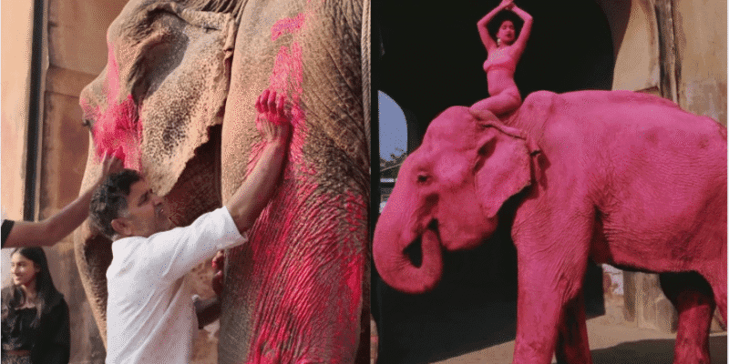 जयपुर में ‘Pink Elephant’ विवाद: फोटोशूट के लिए हाथी को रंगा गुलाबी, भड़के लोग 1 Pink Elephant