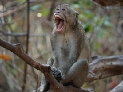 ठाणे में बंदर पर तीर से हमला: वन विभाग की जांच तेज, सख्त कार्रवाई के संकेत 2 ठाणे